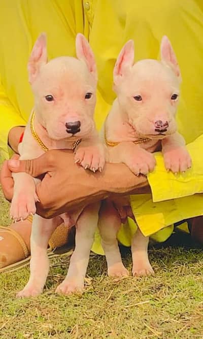 gulteria for sale Dead Man available