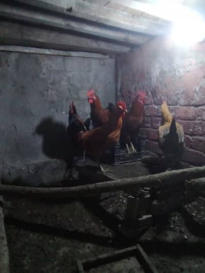 4 Murgay (Males) for sale each for 1500