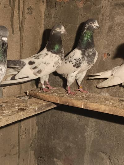 outclass breeder pairs