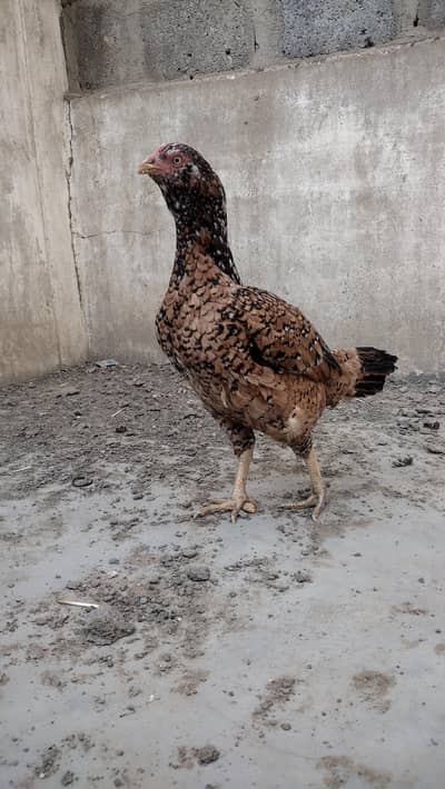 mashallah high qualitys females available