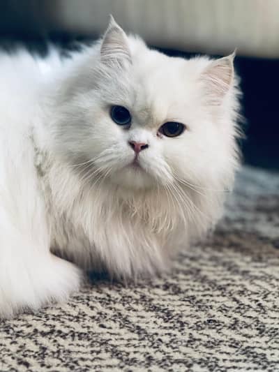White Persian Cat With Blue and Yellow Eyes