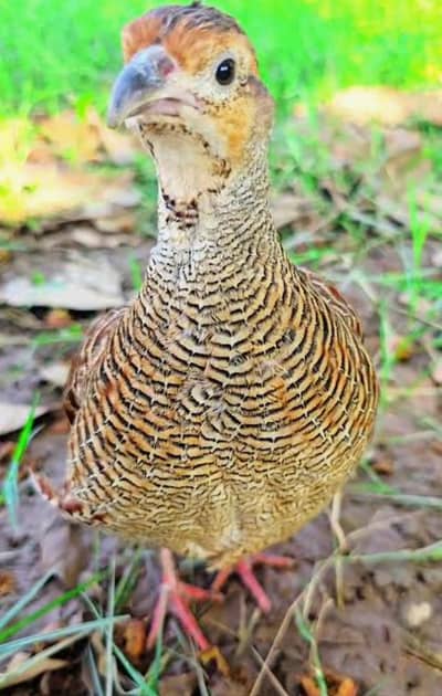 teetar Dakhni home Bread