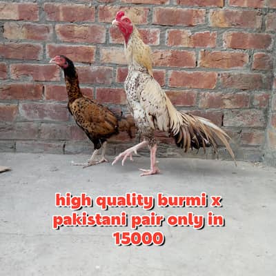 Thai aseel/ shamo aseel/ Pakistani aseel . . . read full add