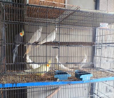 Eno, comman white cockatiel