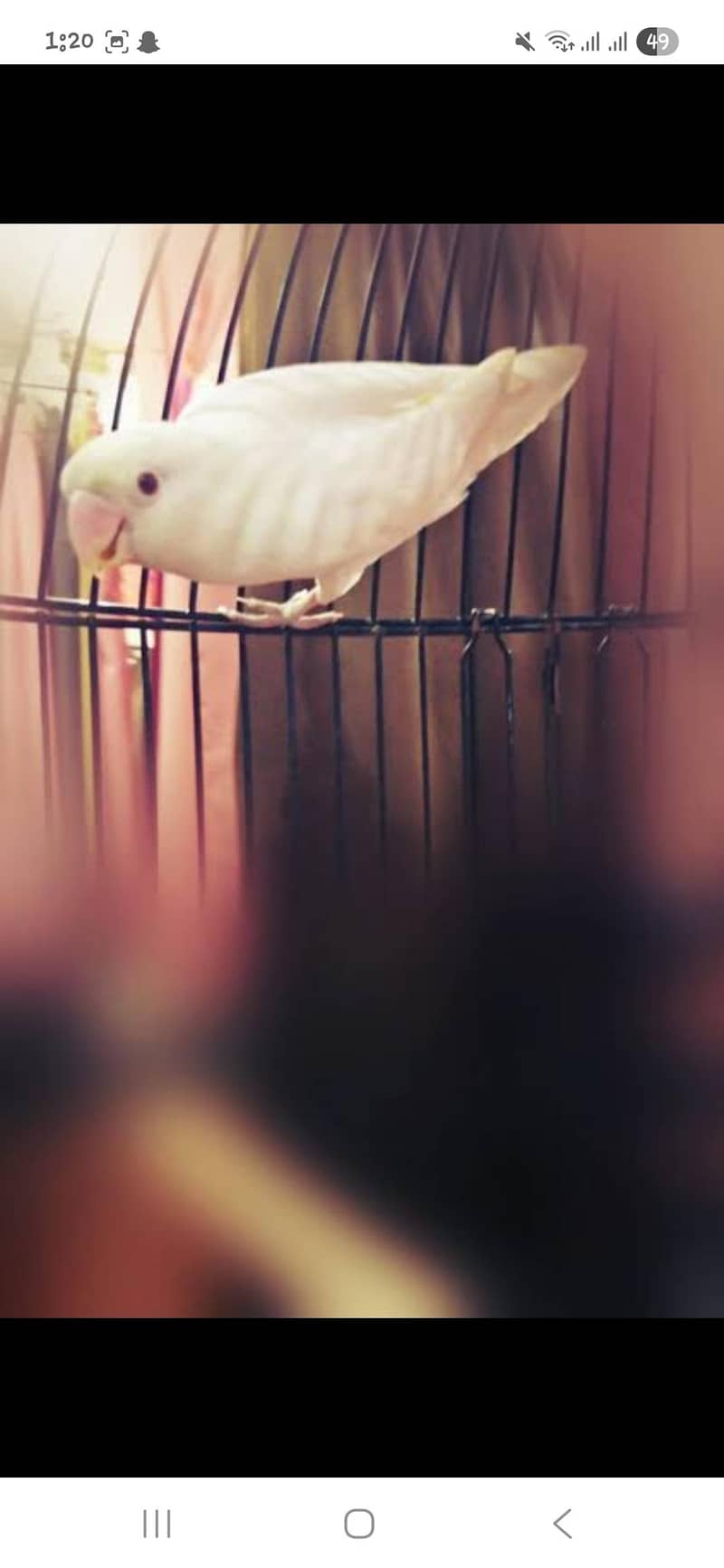 Albino red eyes female or Green opline split blue male 0