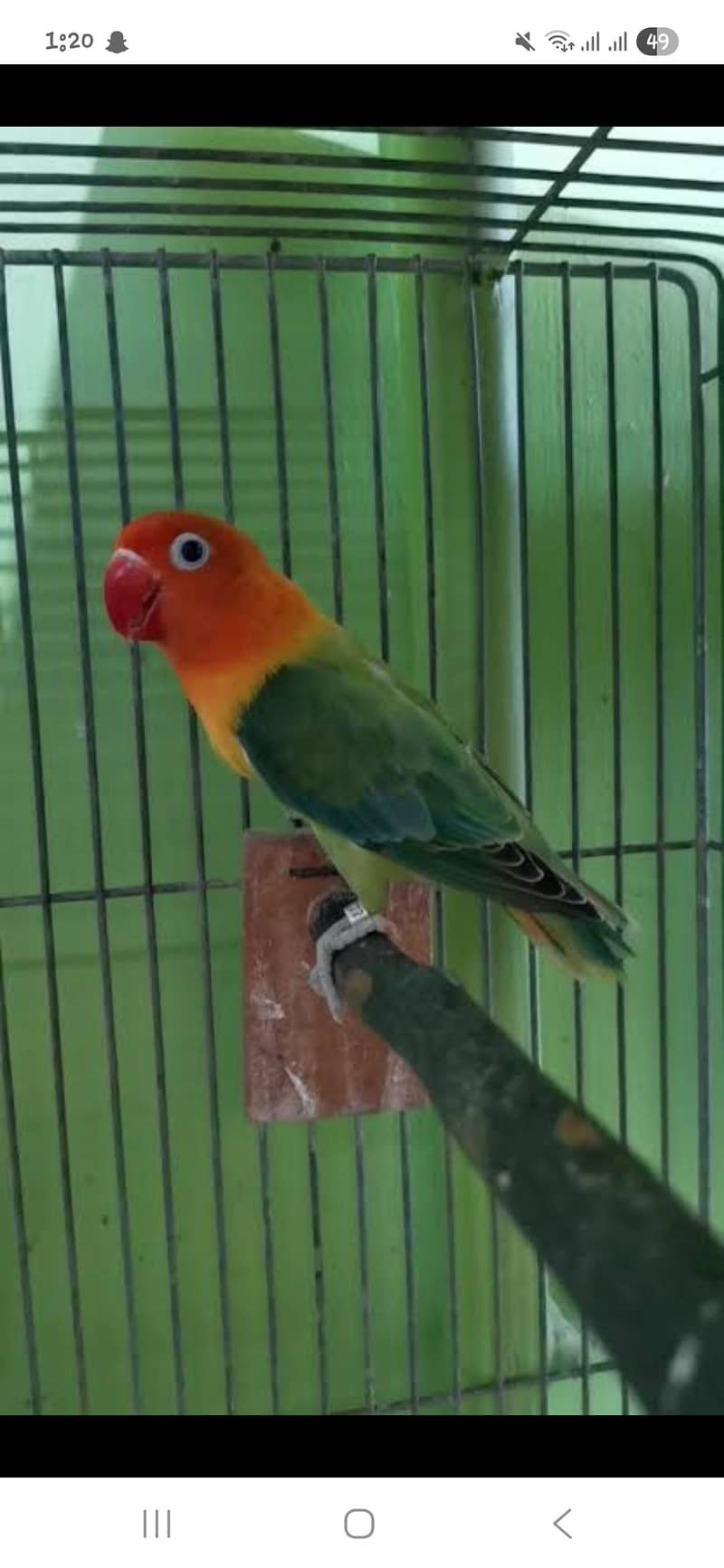 Albino red eyes female or Green opline split blue male 1