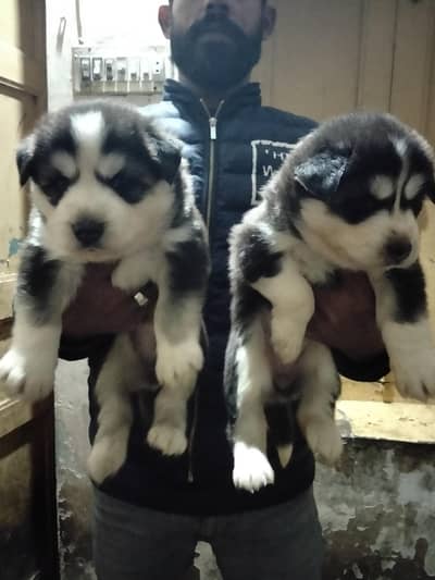 Siberian husky puppies for sale