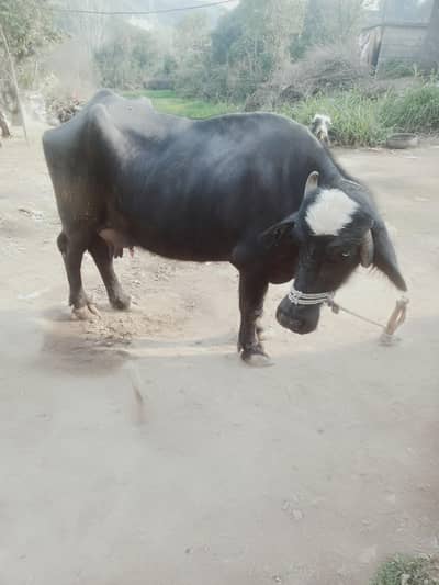 bains 7kg dood 2 time ka for sale