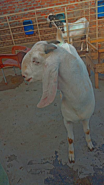 DESI BAKRA