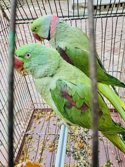 RAW parrots pair for sale