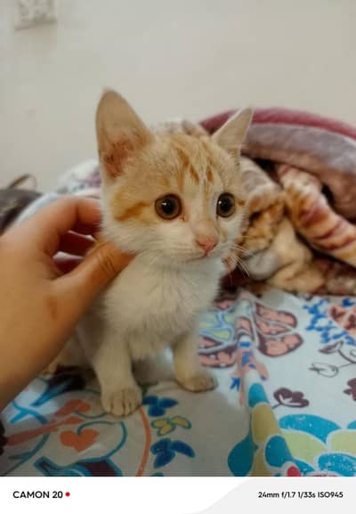 munchkin white and ginger color