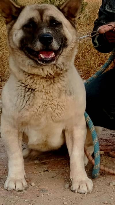 amrican akita fcipair available