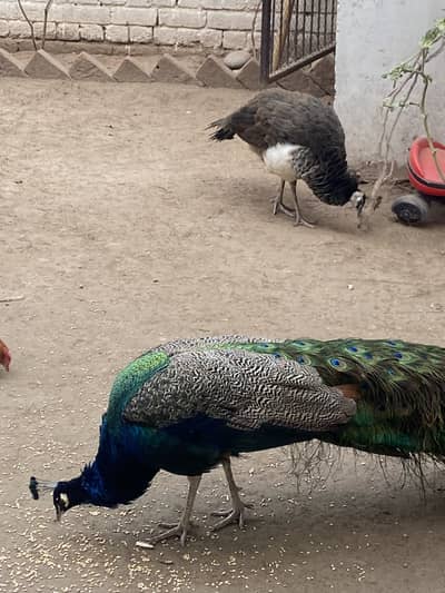 Peacock Breeder Pair