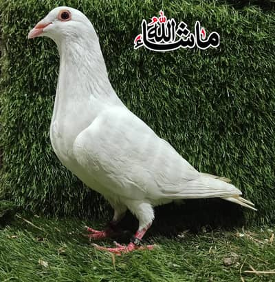 Paper white kasad humar Breder Male  For Sale
