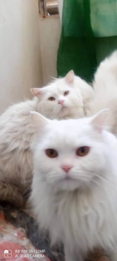 Persian cats