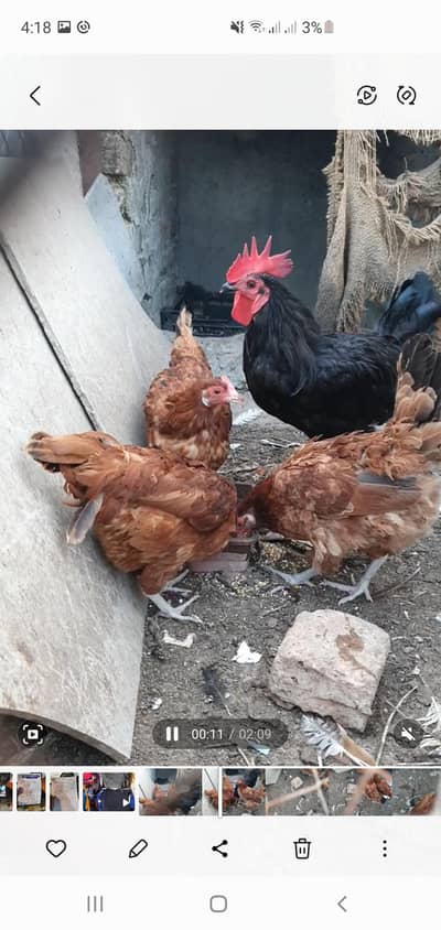 golden madian or black male austrlop for sale     03495536584