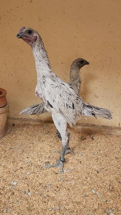 Ice Dragon High quality paire