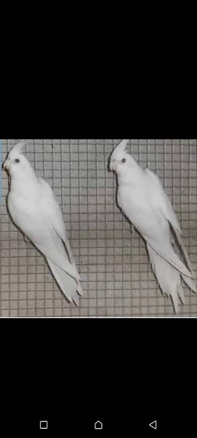 Eno Breeder Pair Red eyes