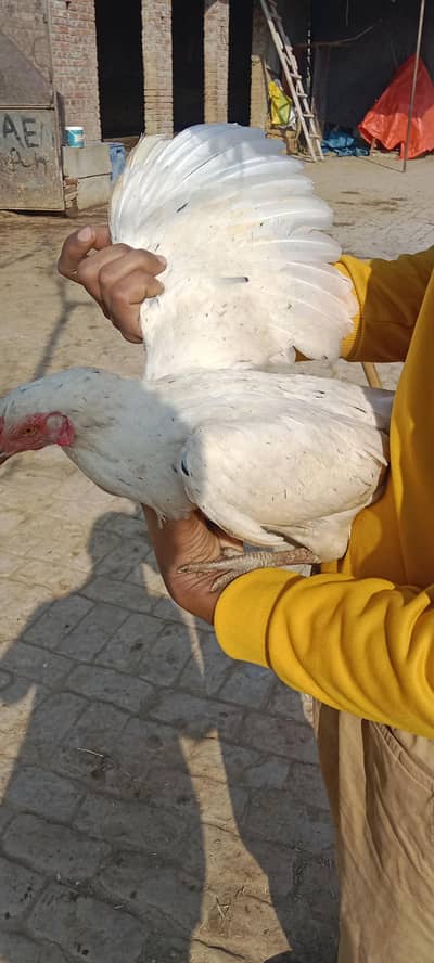 puranay aseelon Sy hai