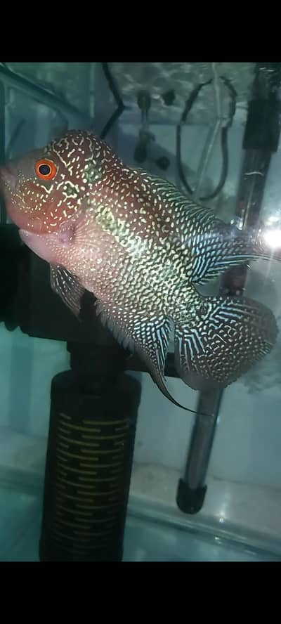 flowerhorn fish
