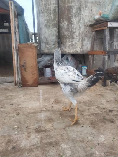 White Asieel Hen For Salae