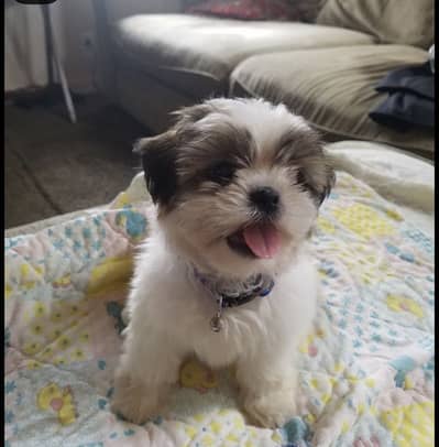 Shihtzu puppies 03075273683