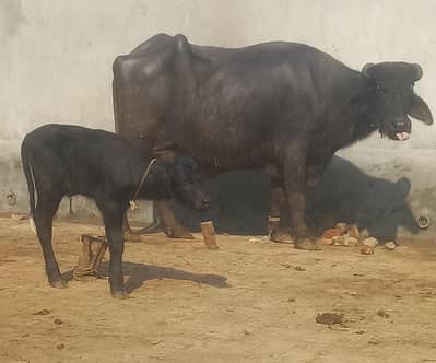 mashaAllah beautiful buffalos 9sy10 kg doodh