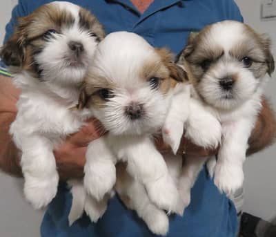 Shihtzu puppies 03075273683