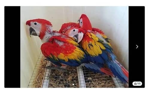 red macaw parrot cheeks for sale 03301785772