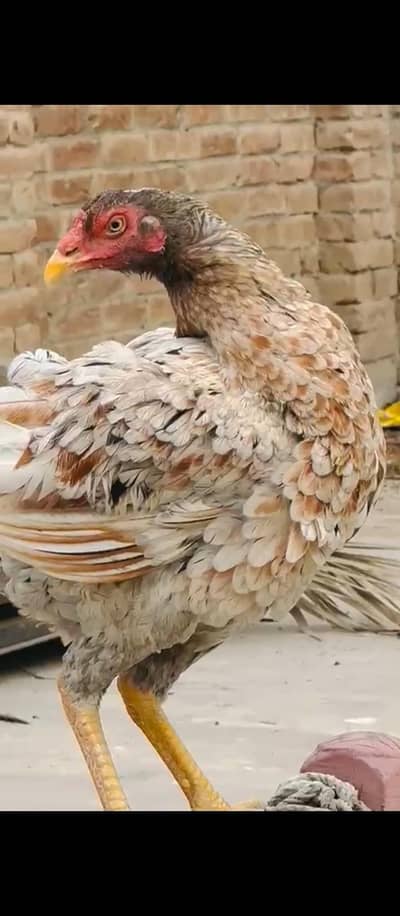 Pure Pakistani Aseel  Band Gadi