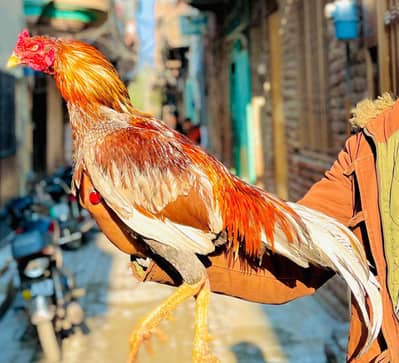 Aseel main wali  lasani bread