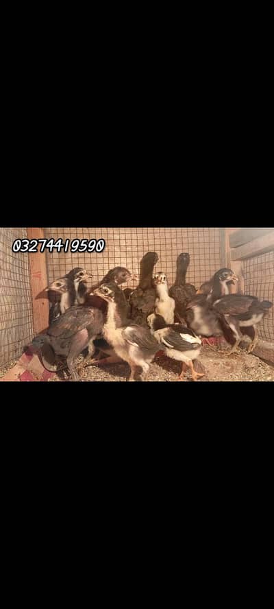 Imported Thai chicks