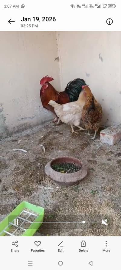 ghr k pali hoi murgiya ha