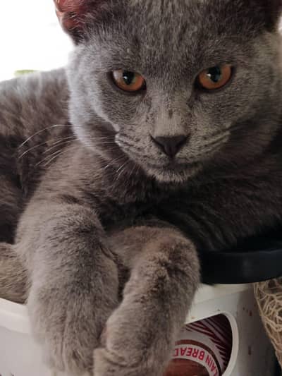 Persian cats for sale