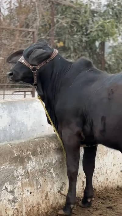 Brahman cross bull / cross breed /bachra / bull wacha/ bail