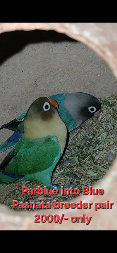 Lovebirds Breeder Pairs