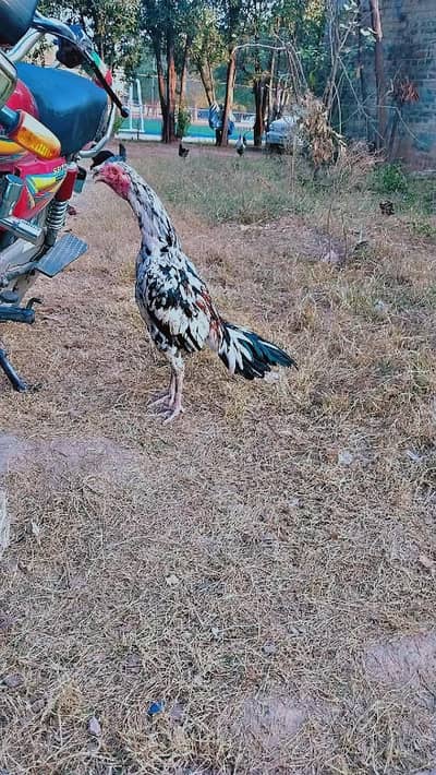 Aseel cheena for sale