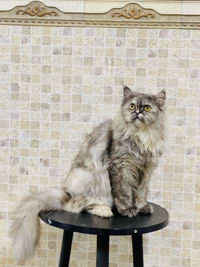 Persian cats pair double coated stud