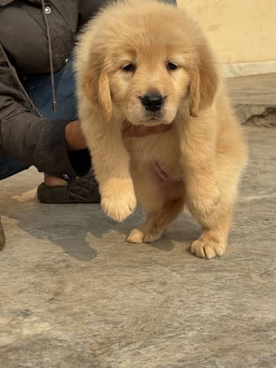 golden retriever puppy for sale