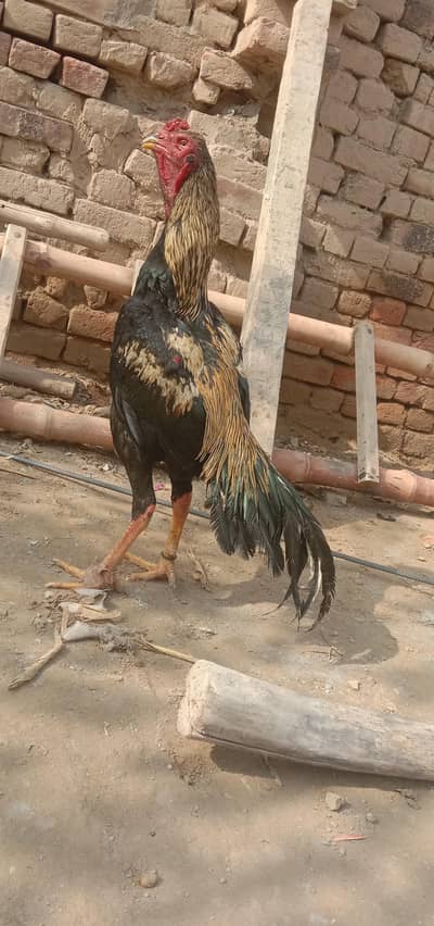 pure Pakistani murgha and murghi active and healthy