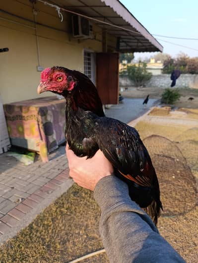 Aseel pathay / murghian / choozay / chicks murgha black white red laal