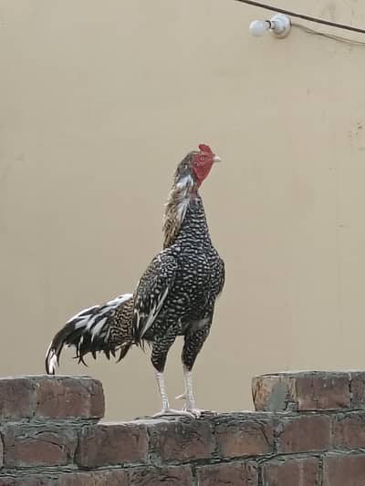 MashAllah Beautiful Tiger Pattern Aseel male