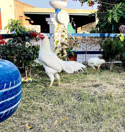 Hera Breeder Pair Aseel