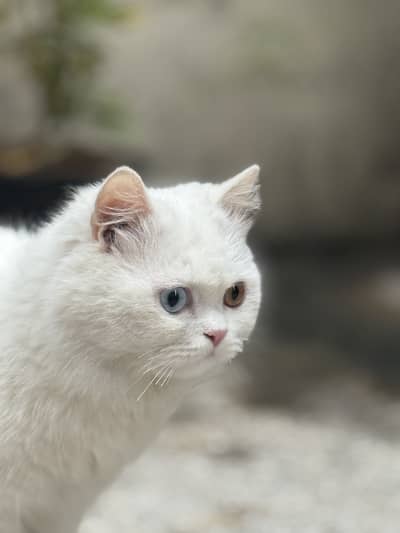 Persian White cat with heterochromia eyes
