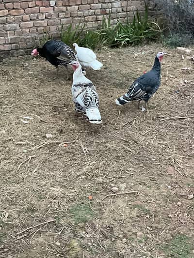 turkey birds