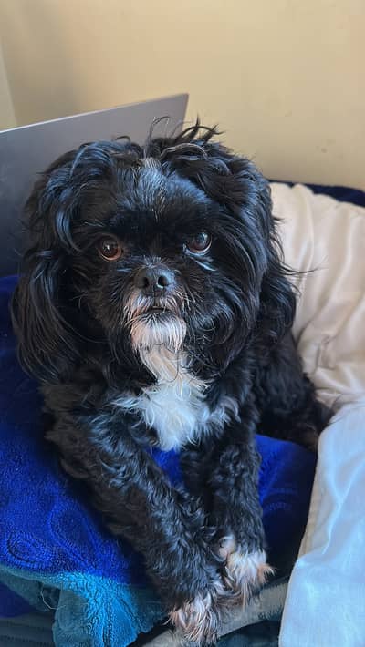 Black male pure Shitzu