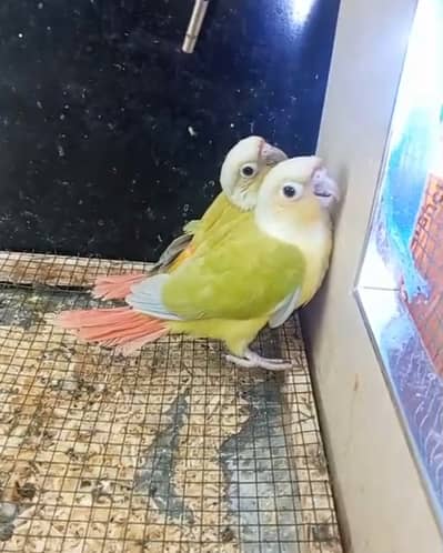 امریکن ڈنلوپ چیک کنور بے