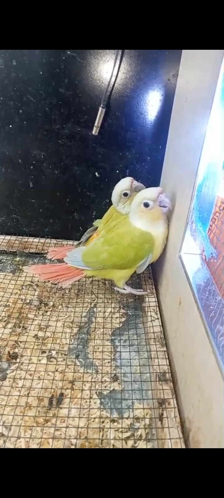 امریکن ڈنلوپ چیک کنور بے 1