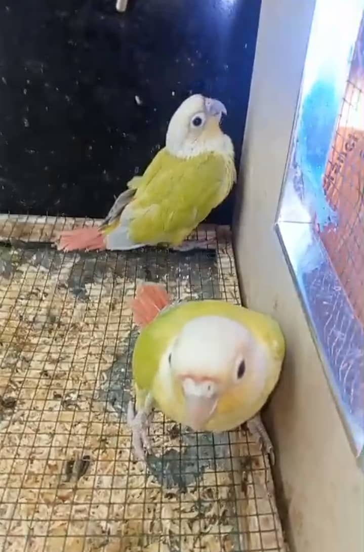 امریکن ڈنلوپ چیک کنور بے 2