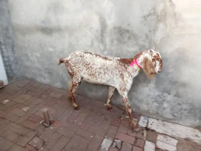 Makhi Cheeni Goat